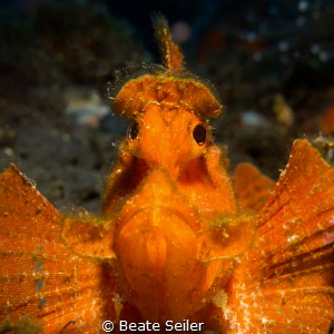 Rhinopia... .Bali, Indonesia by Beate Seiler 